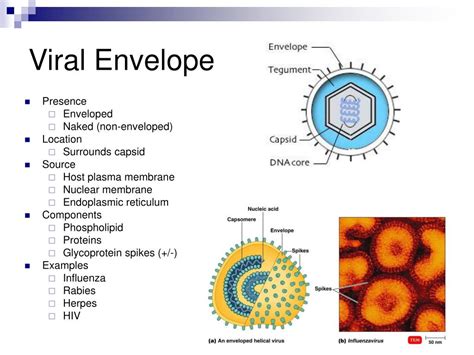 viruses with envelope on surface